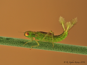 Telebasis byersi, nymph